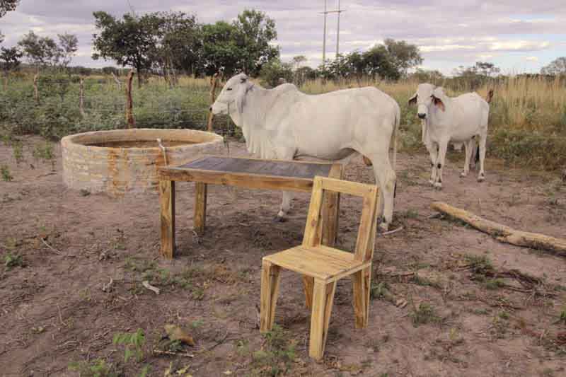 mucche con tavolo e sedia